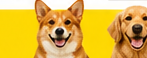 犬1